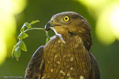 Wespenbussard - Zum Vergroessern klicken!